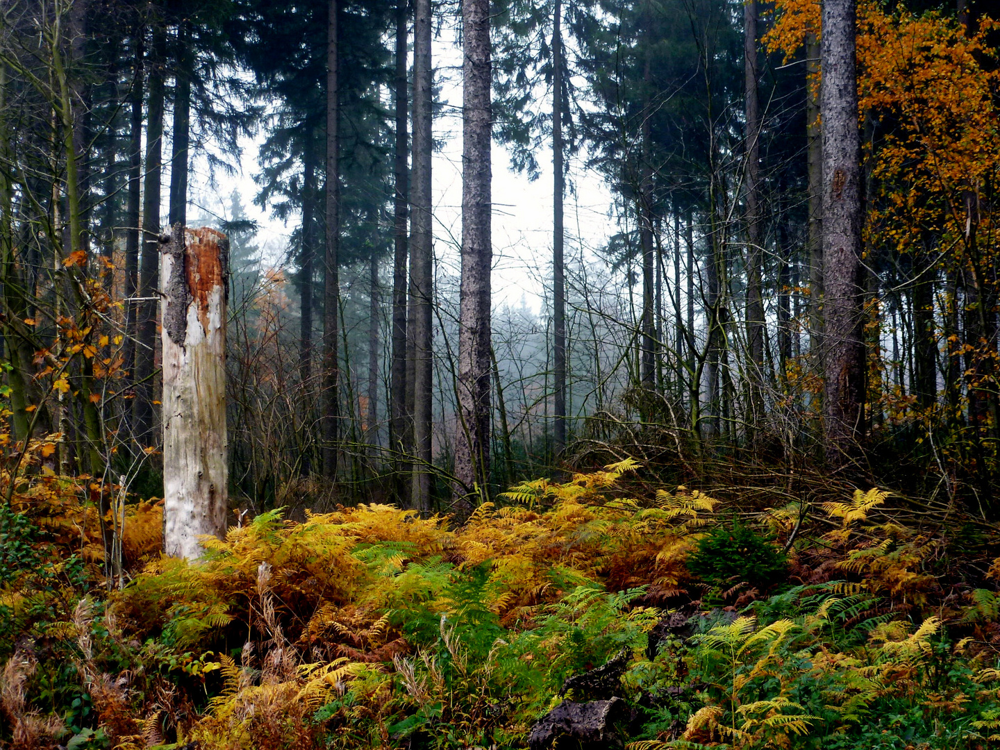 Der Wald am Moor