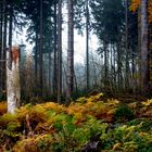 Der Wald am Moor