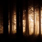 Der Wald am Morgen