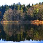 Der Wald am See