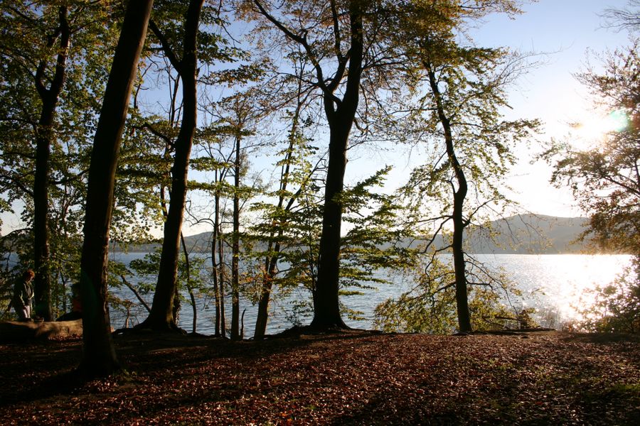 Der Wald am See (Laacher See)