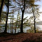 Der Wald am See (Laacher See)