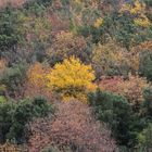 der Wald am Steinbruch