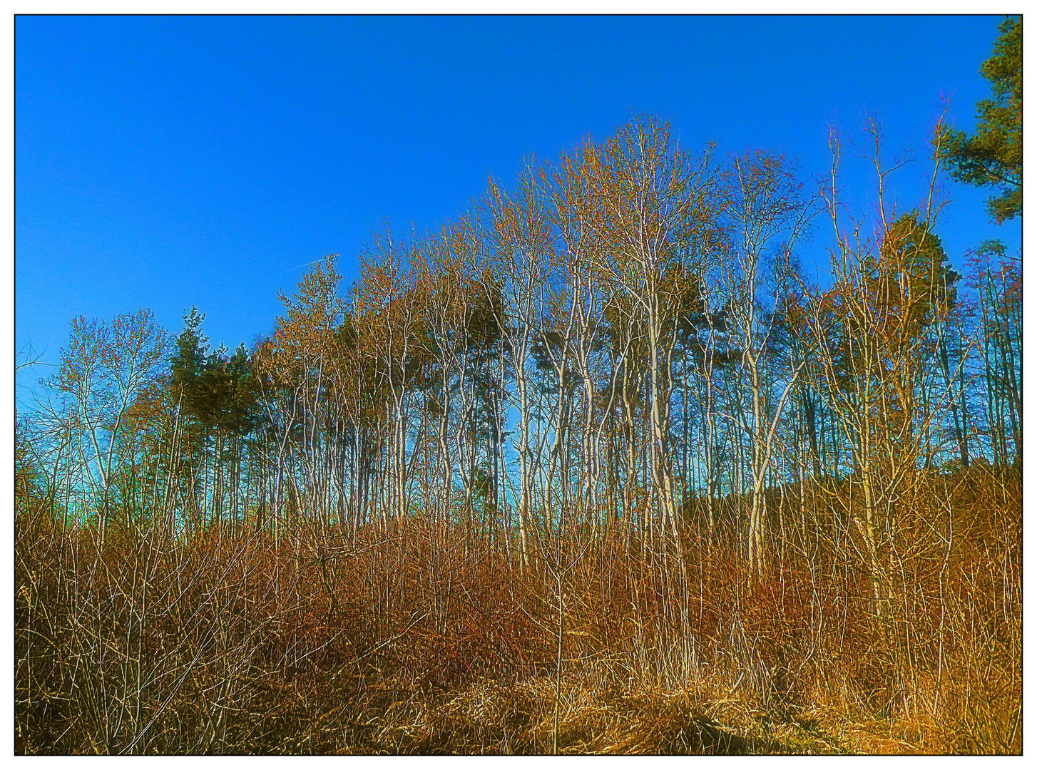 Der Wald am Weiher