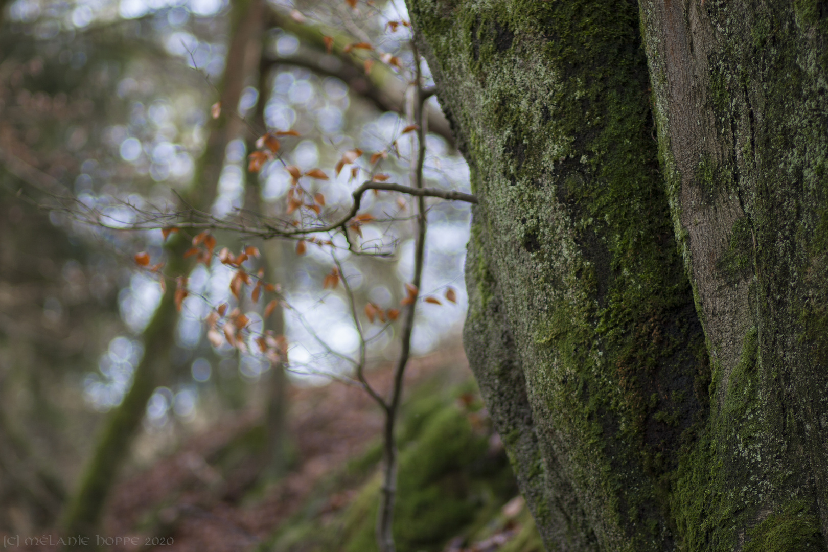 Der Wald an den Externsteinen