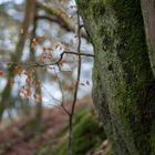 Der Wald an den Externsteinen