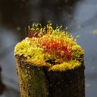 Der Wald auf dem Baumstumpf