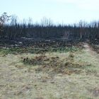 Der Wald auf der Kurischen Nehrung...