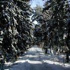 Der Wald auf der Kurischen Nehrung auf dem Weg zum Strand