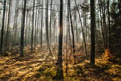 Der Wald aus dem Handgelenk