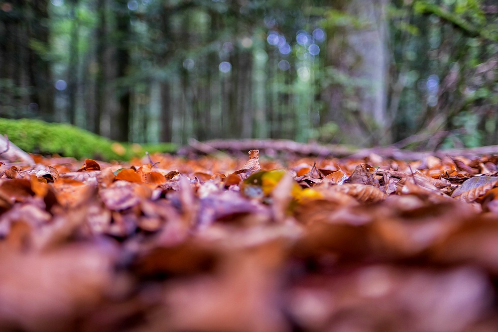 Der Wald aus der Sicht eines Igels