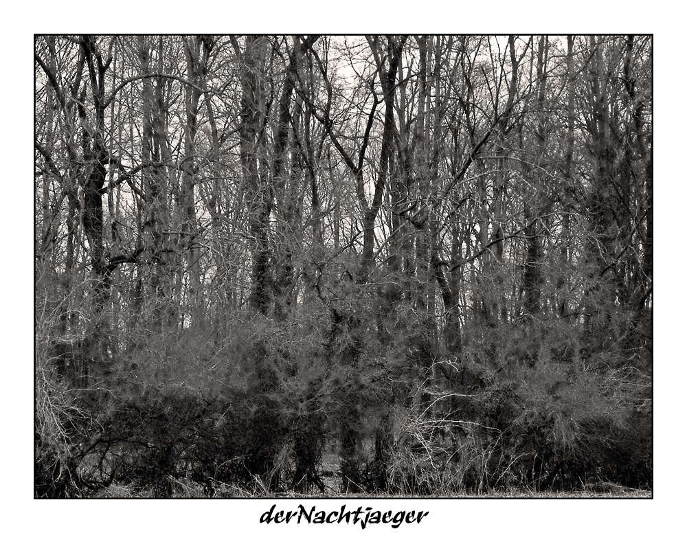 Der Wald