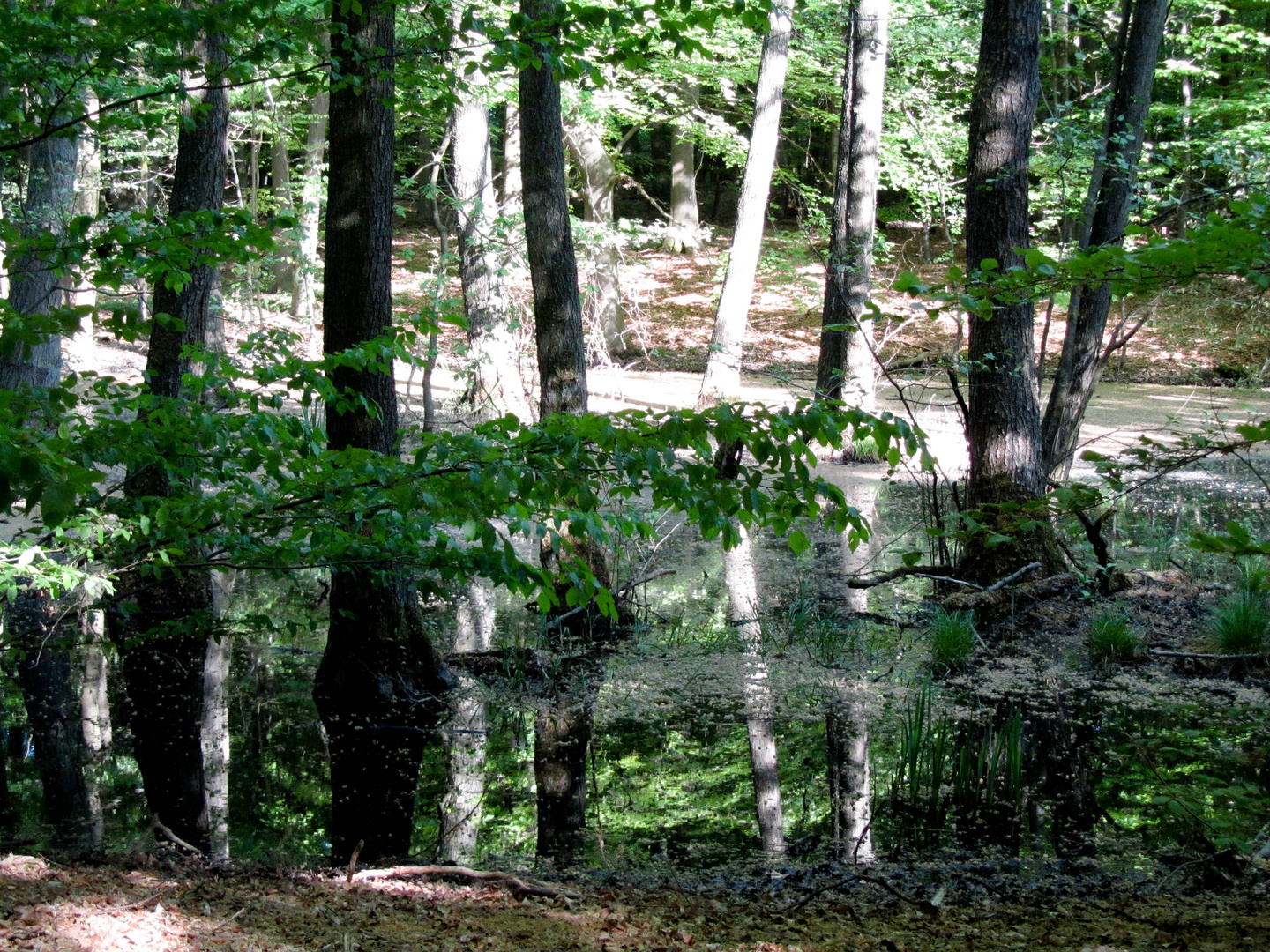 Der Wald bei Willigrad mit seinen Moorasten