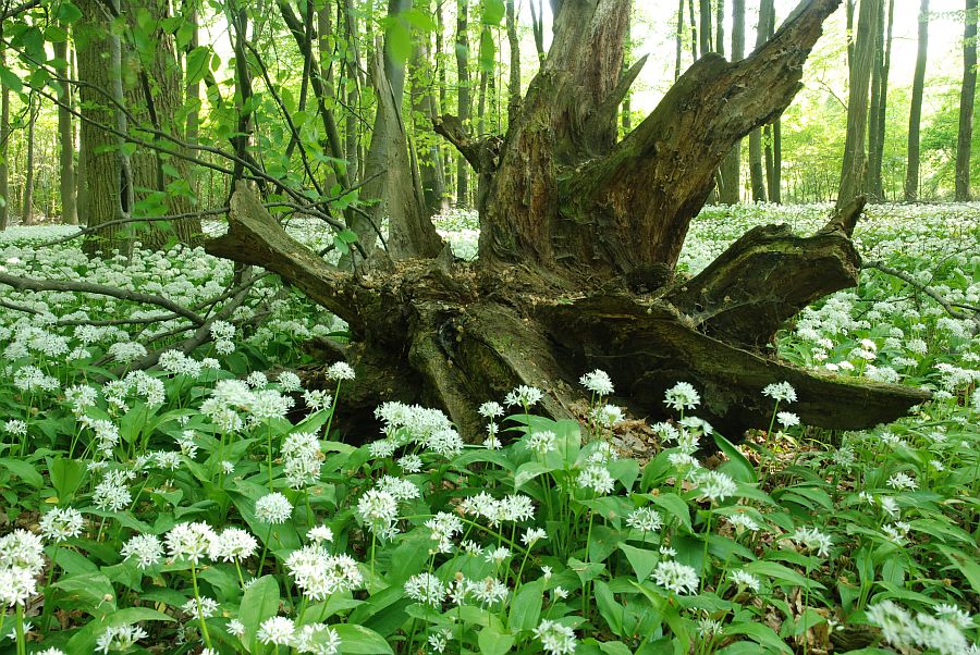 Der Wald blüht