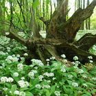 Der Wald blüht