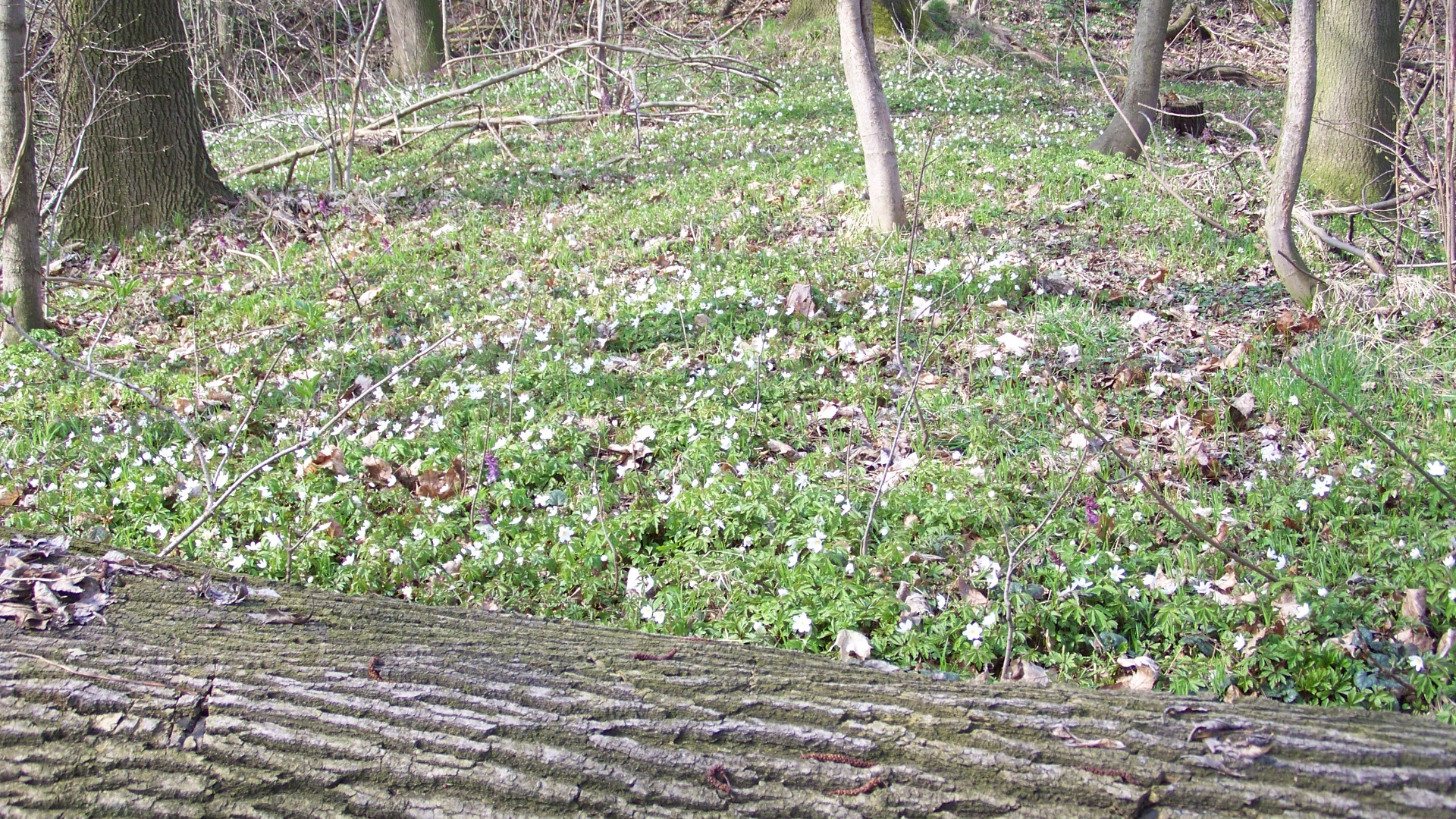 Der Wald blüht / la fôret fleurit