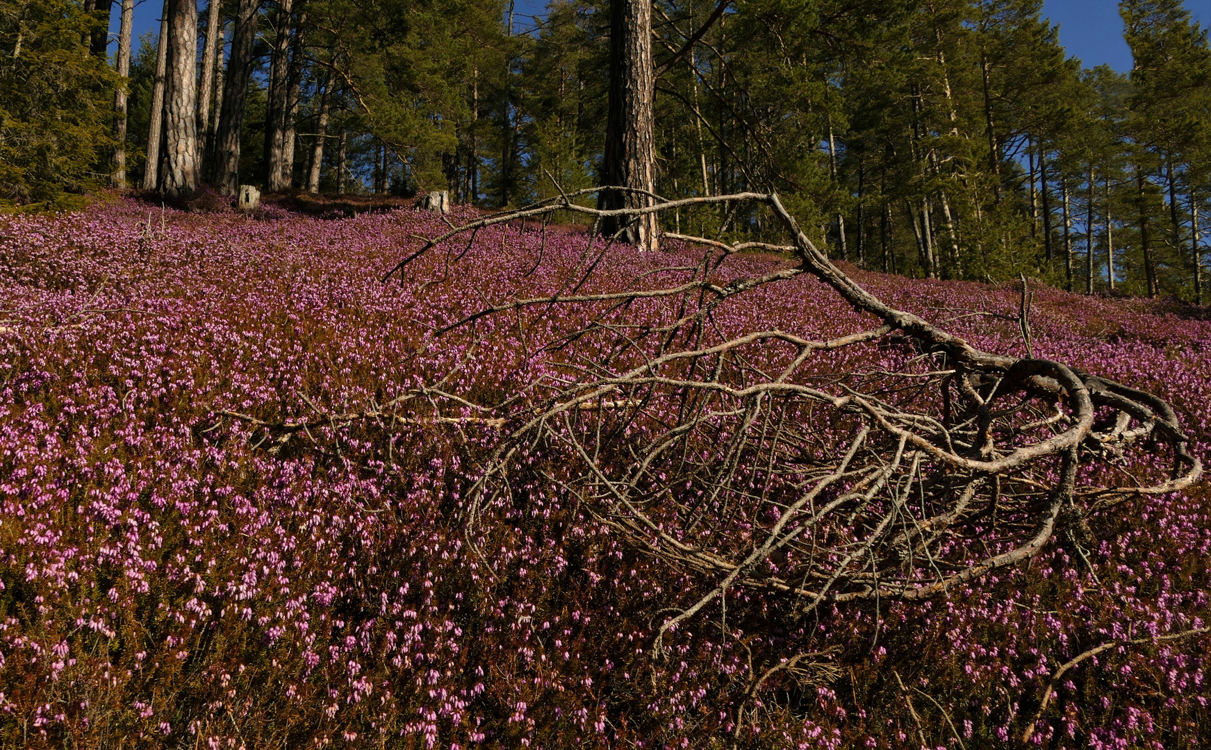 Der Wald blüht pink