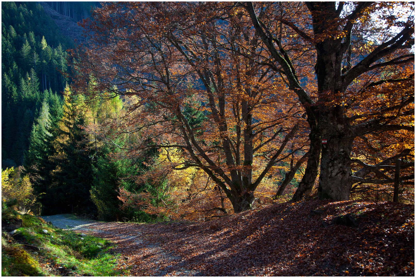 Der Wald brennt