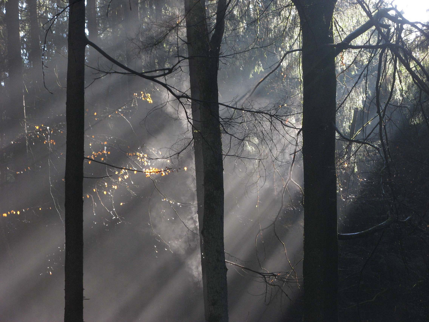 Der Wald dampft