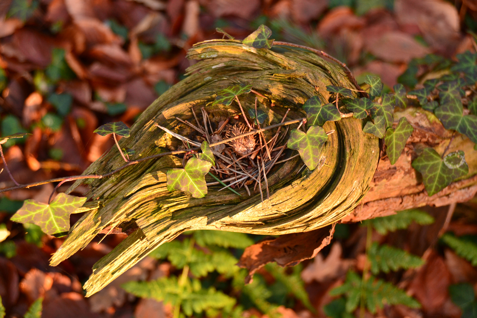 Der Wald dekoriert sich herbstlich