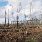 Der Wald, den wir unseren Kindern hinterlassen....