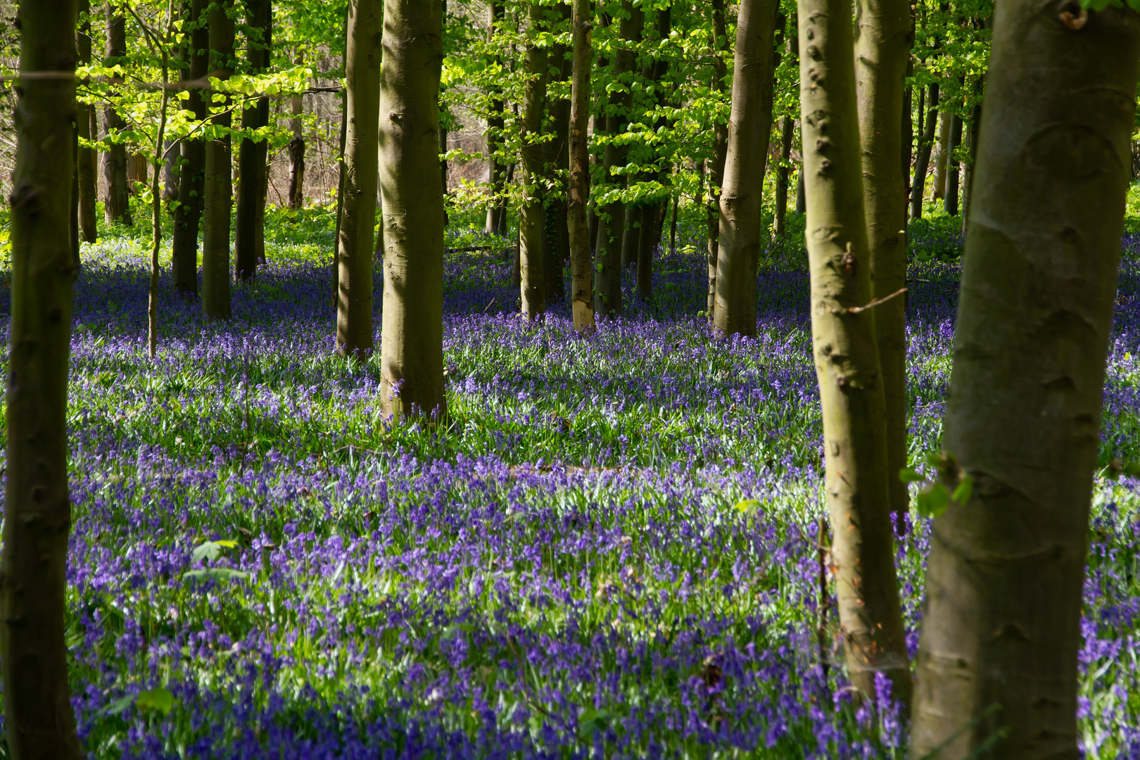 Der Wald der Hasenglöckchen