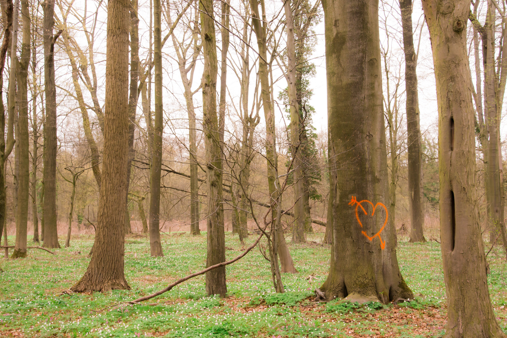 Der Wald der Liebe