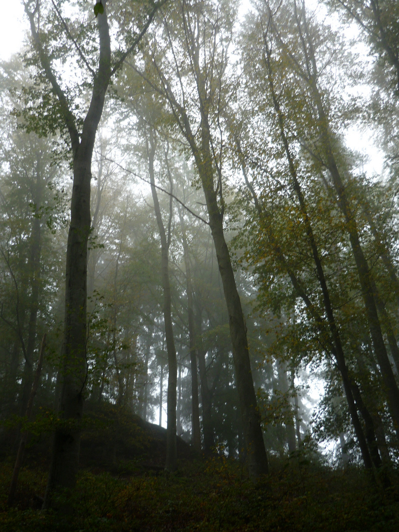 Der Wald der Träume