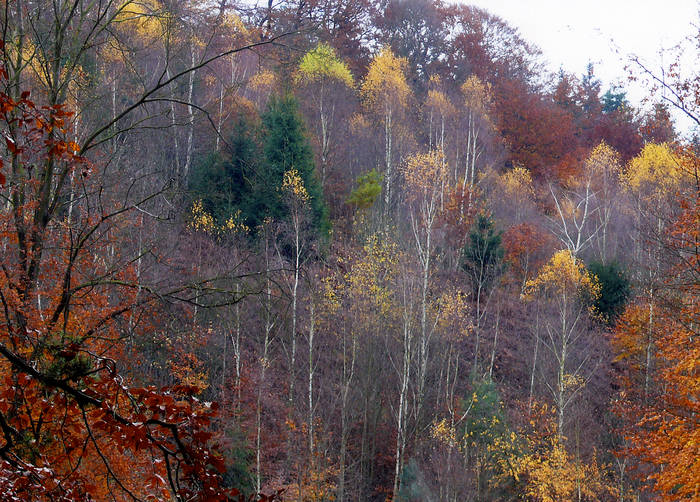 Der Wald der Wölfe 4