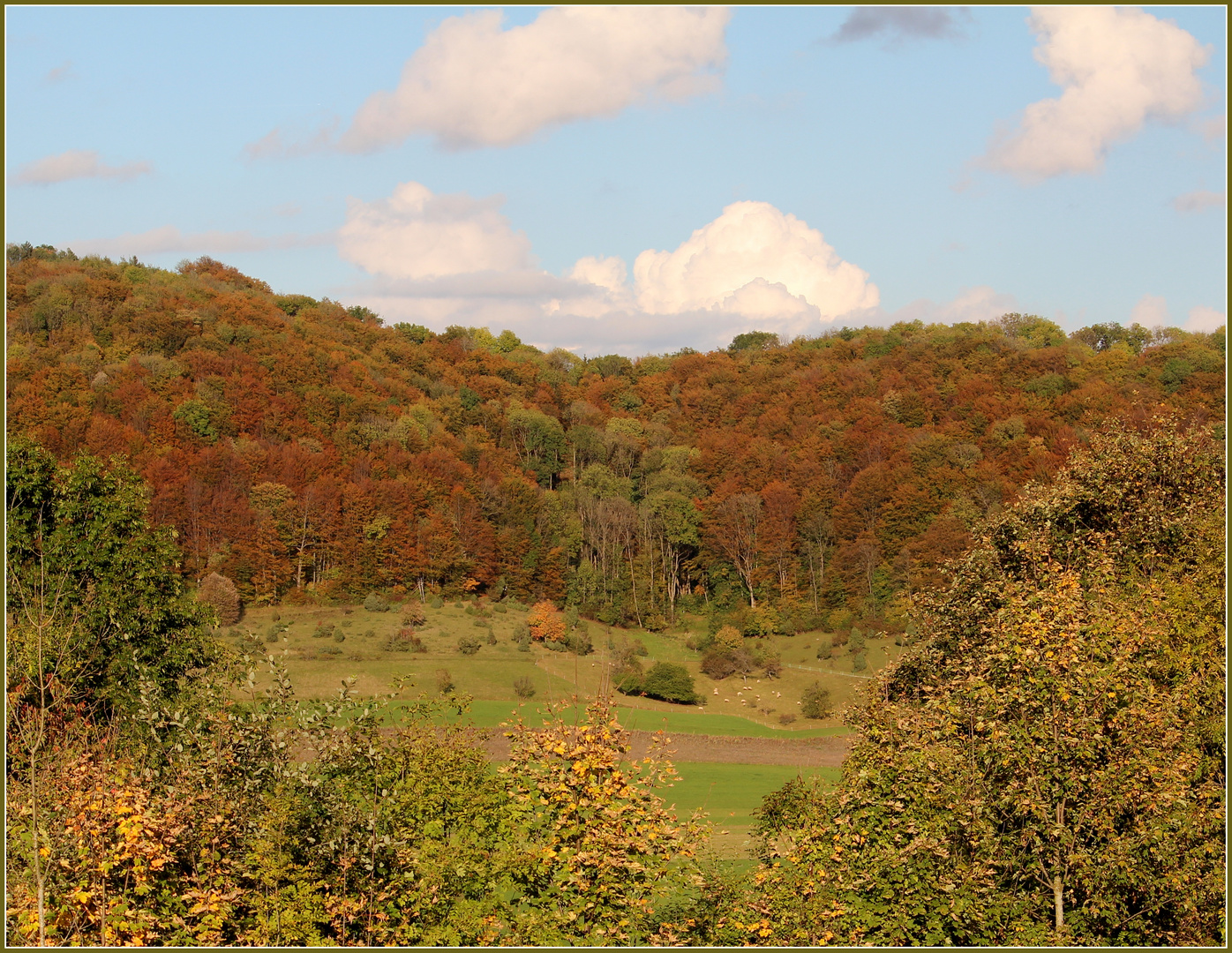 Der Wald...