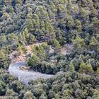 Der Wald, die Straße und der Radfahrer 