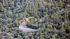 Der Wald, die Straße und der Radfahrer 