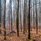 Der Wald Ende Februar