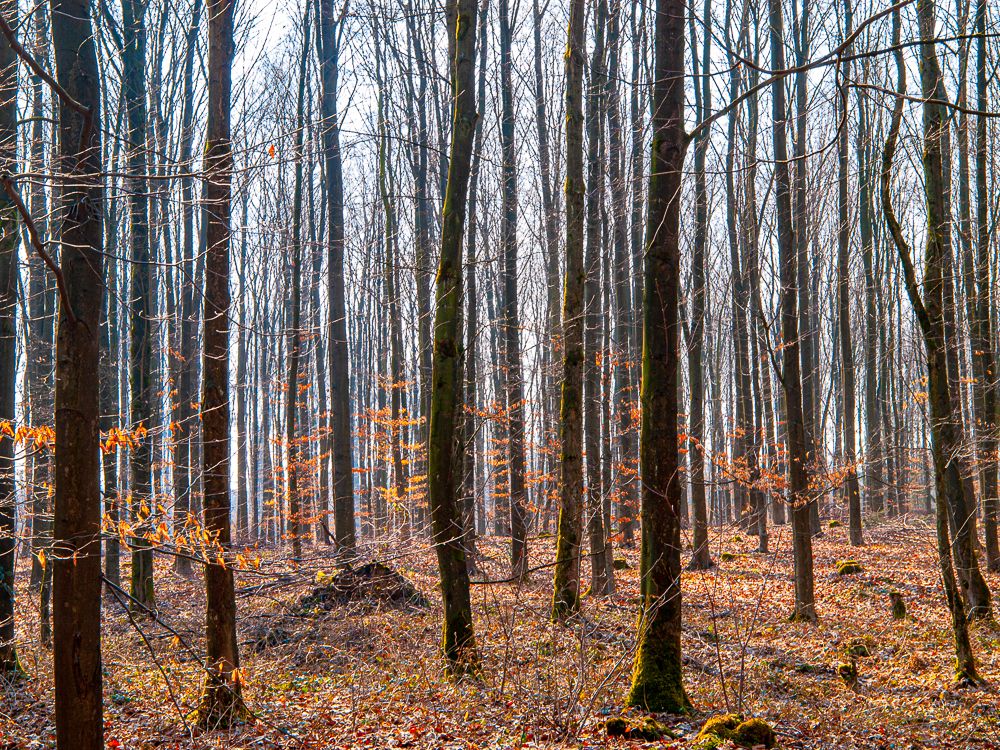 Der Wald Ende Februar