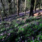 Der Wald erblüht