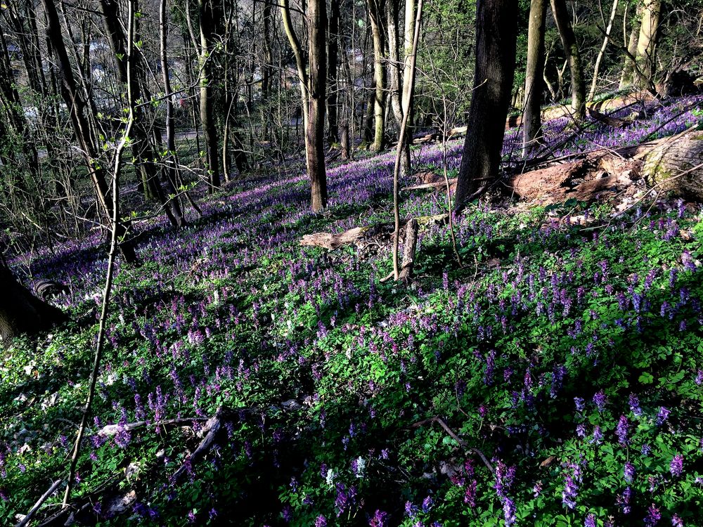 Der Wald erblüht