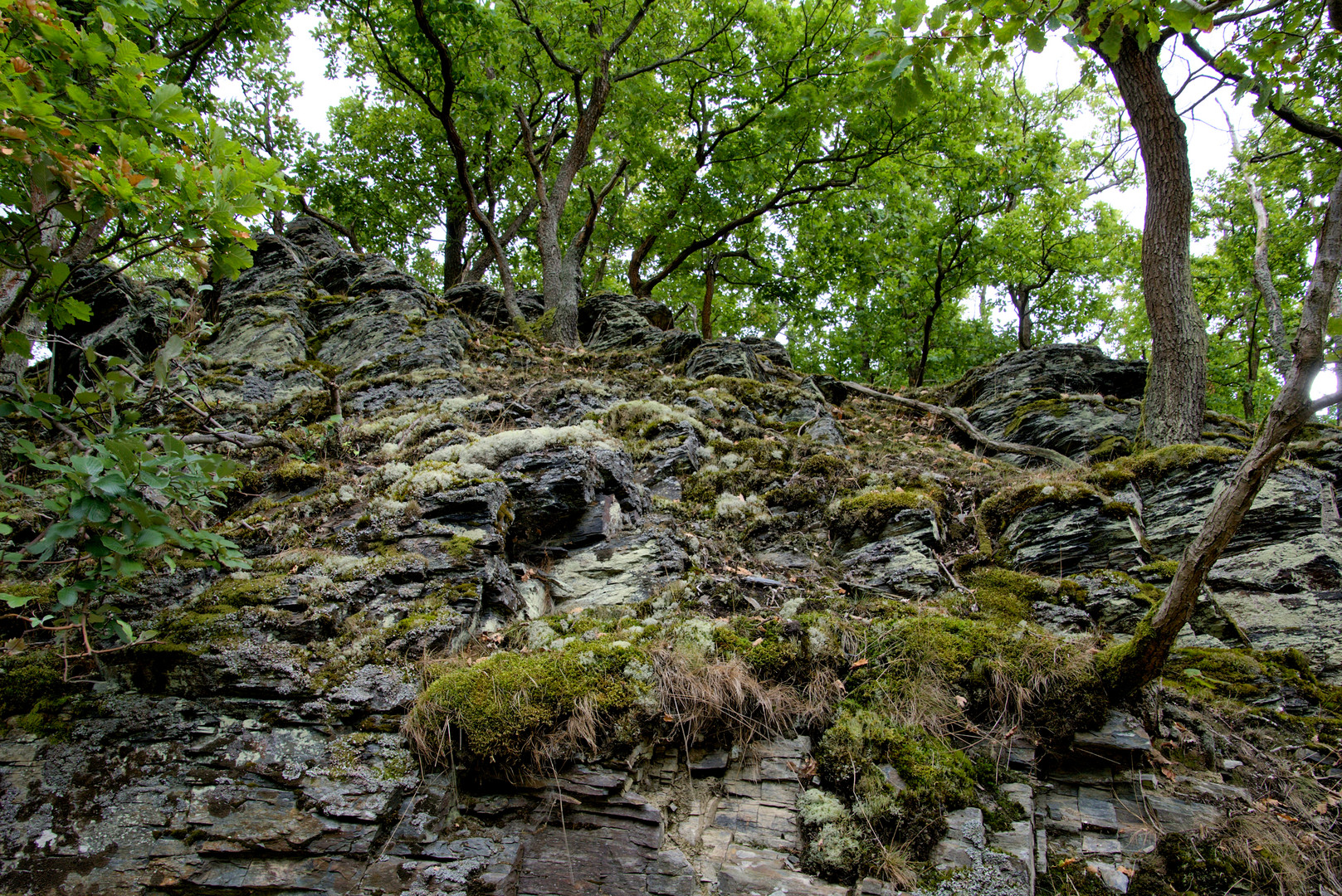 Der Wald erobert einen Steinbruch zurück