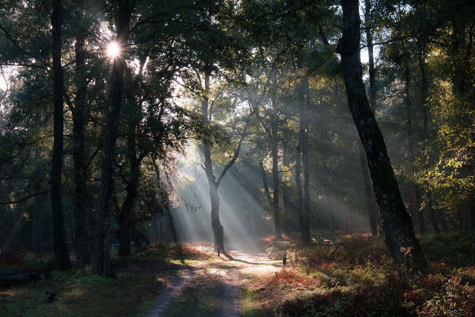 Der Wald erstrahlt.