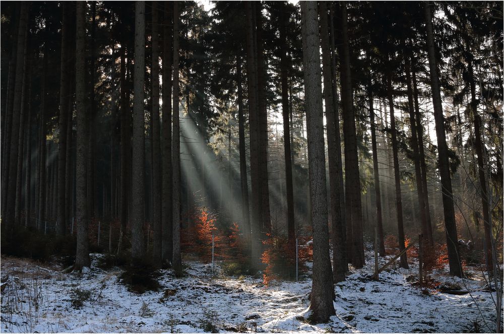 Der Wald erstrahlt