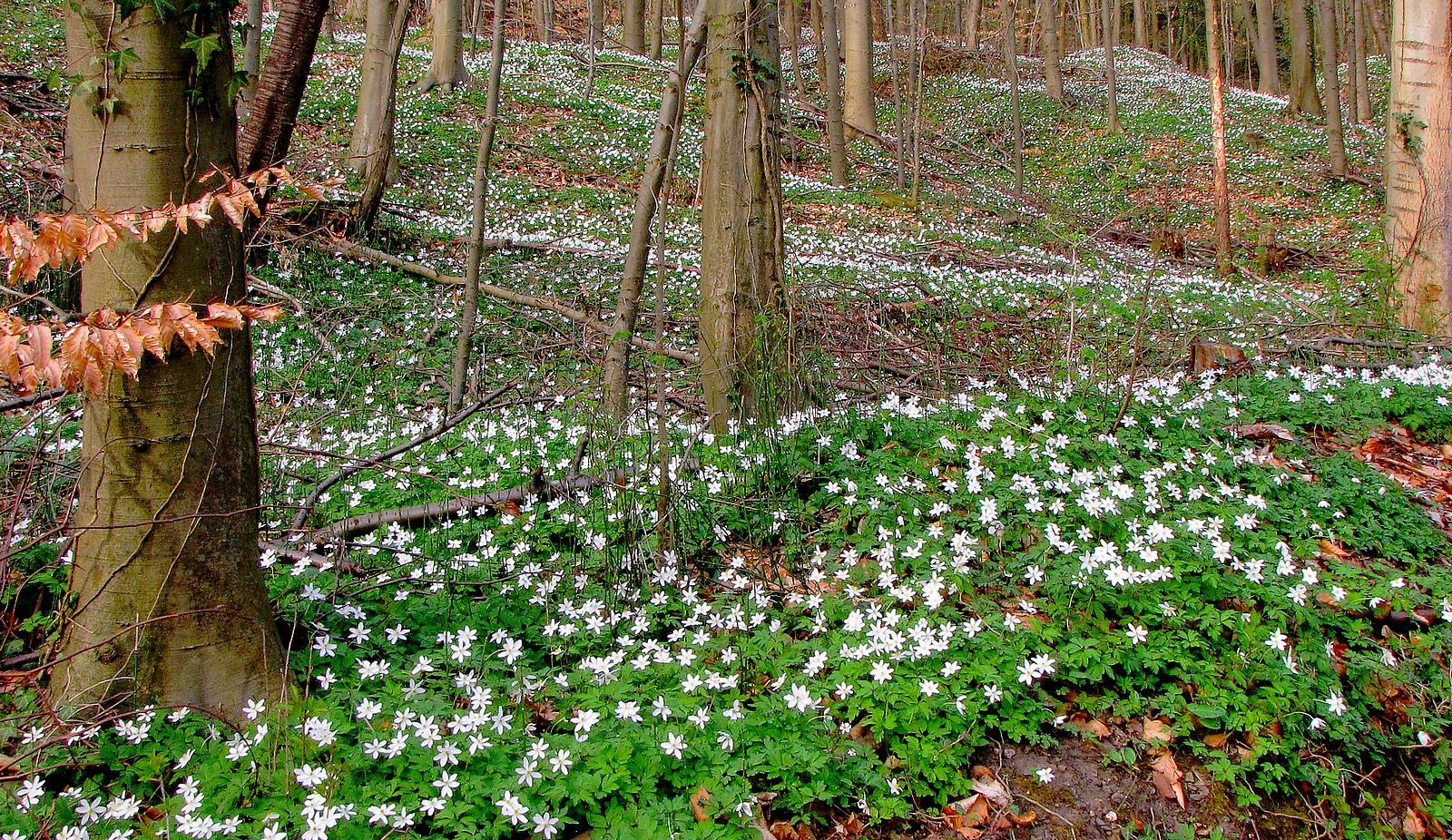 Der Wald erwacht