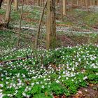 Der Wald erwacht