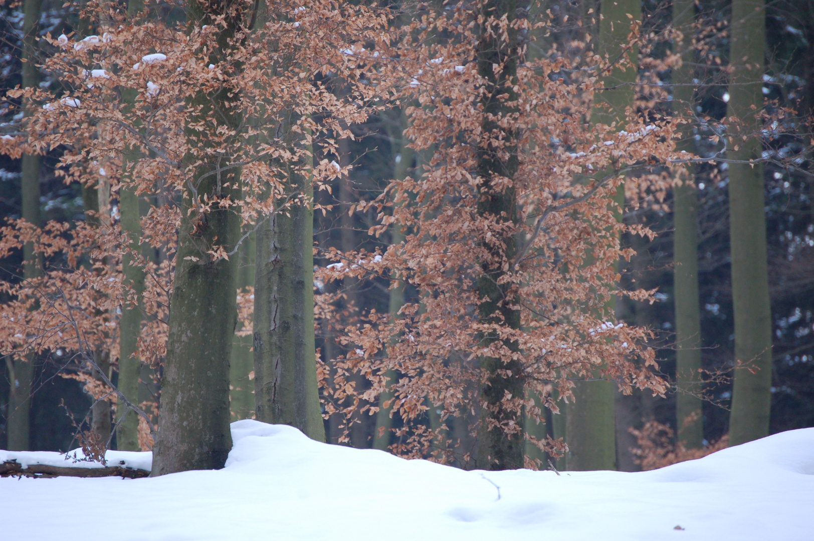 Der Wald erwacht