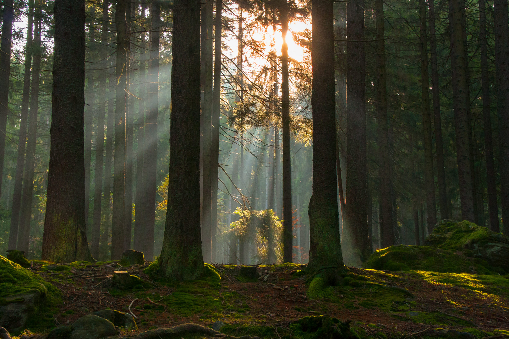 der Wald erwacht