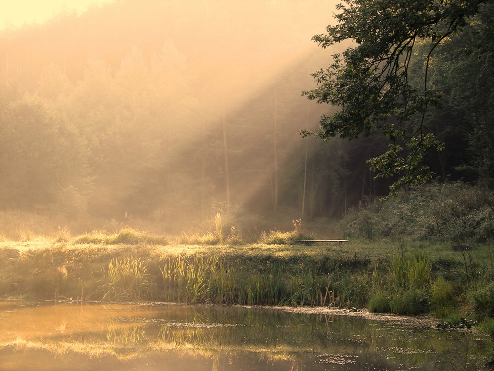 Der Wald erwacht