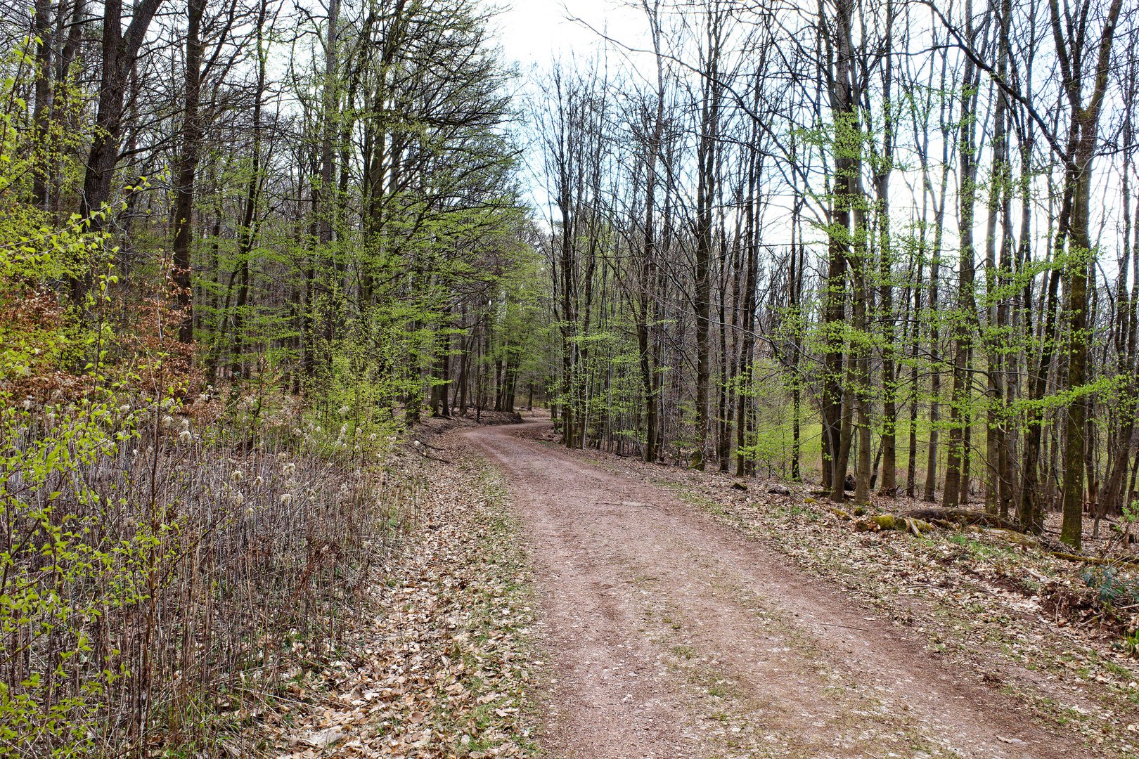 Der Wald erwacht