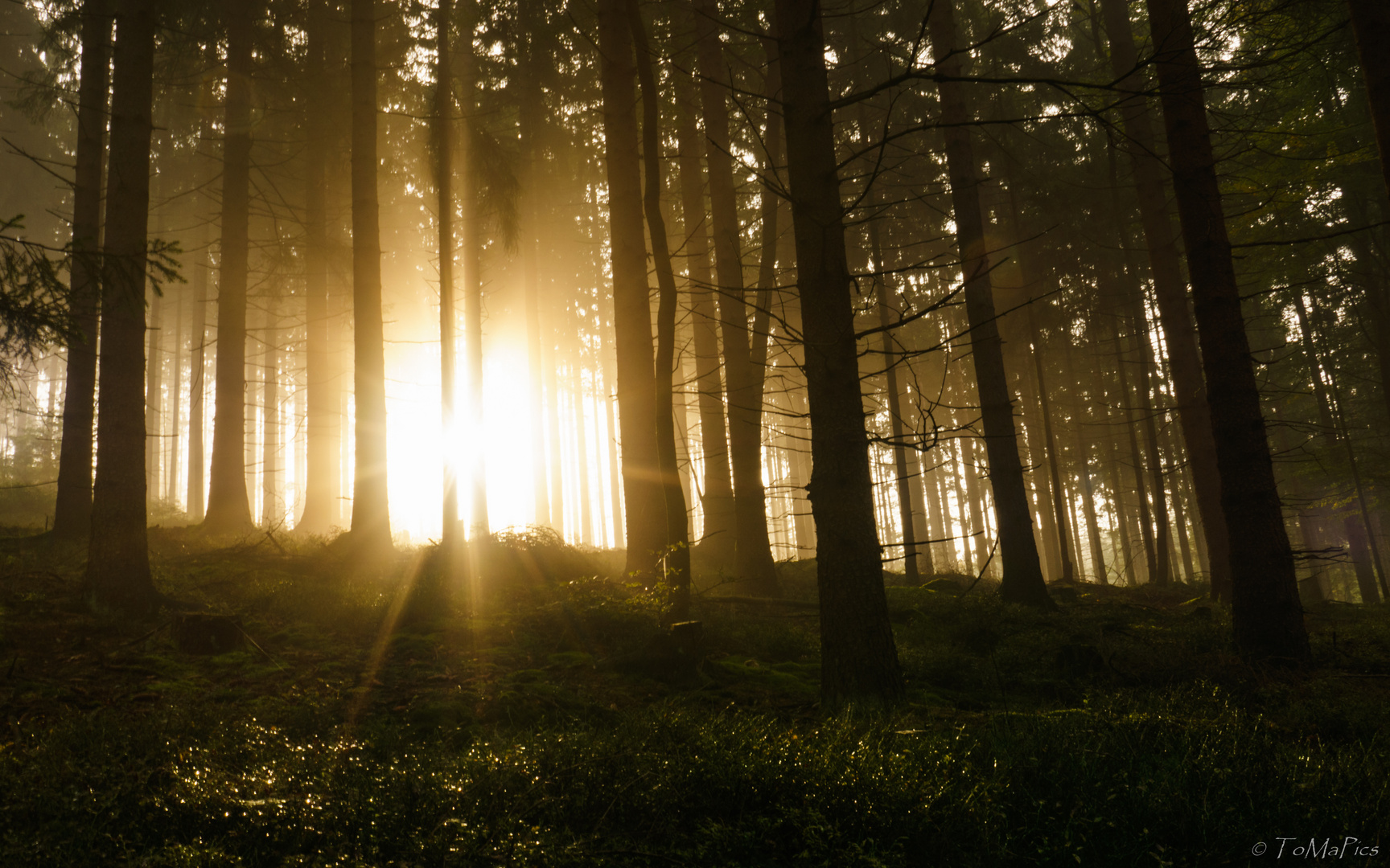 Der Wald erwacht