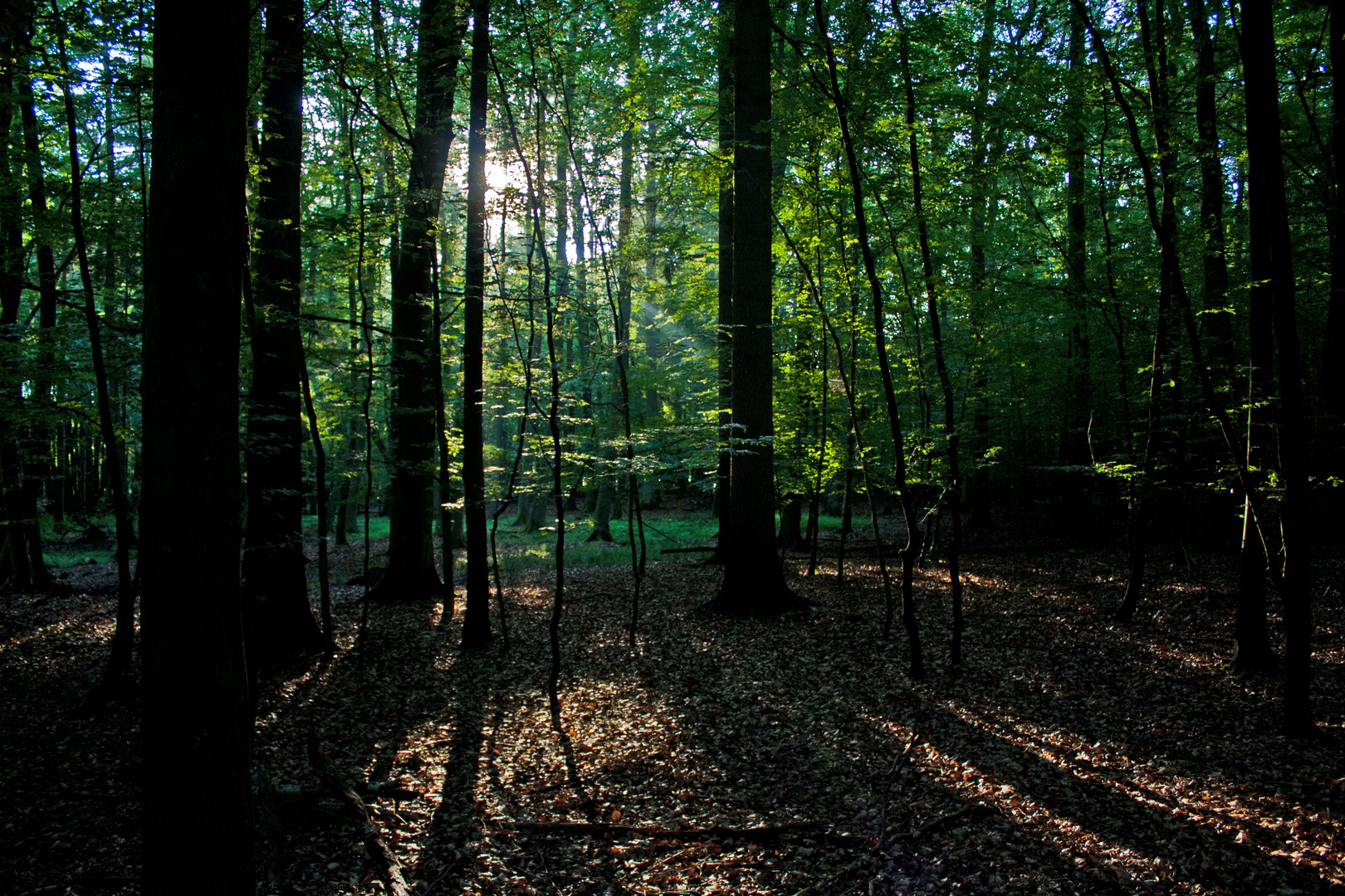 Der Wald erwacht