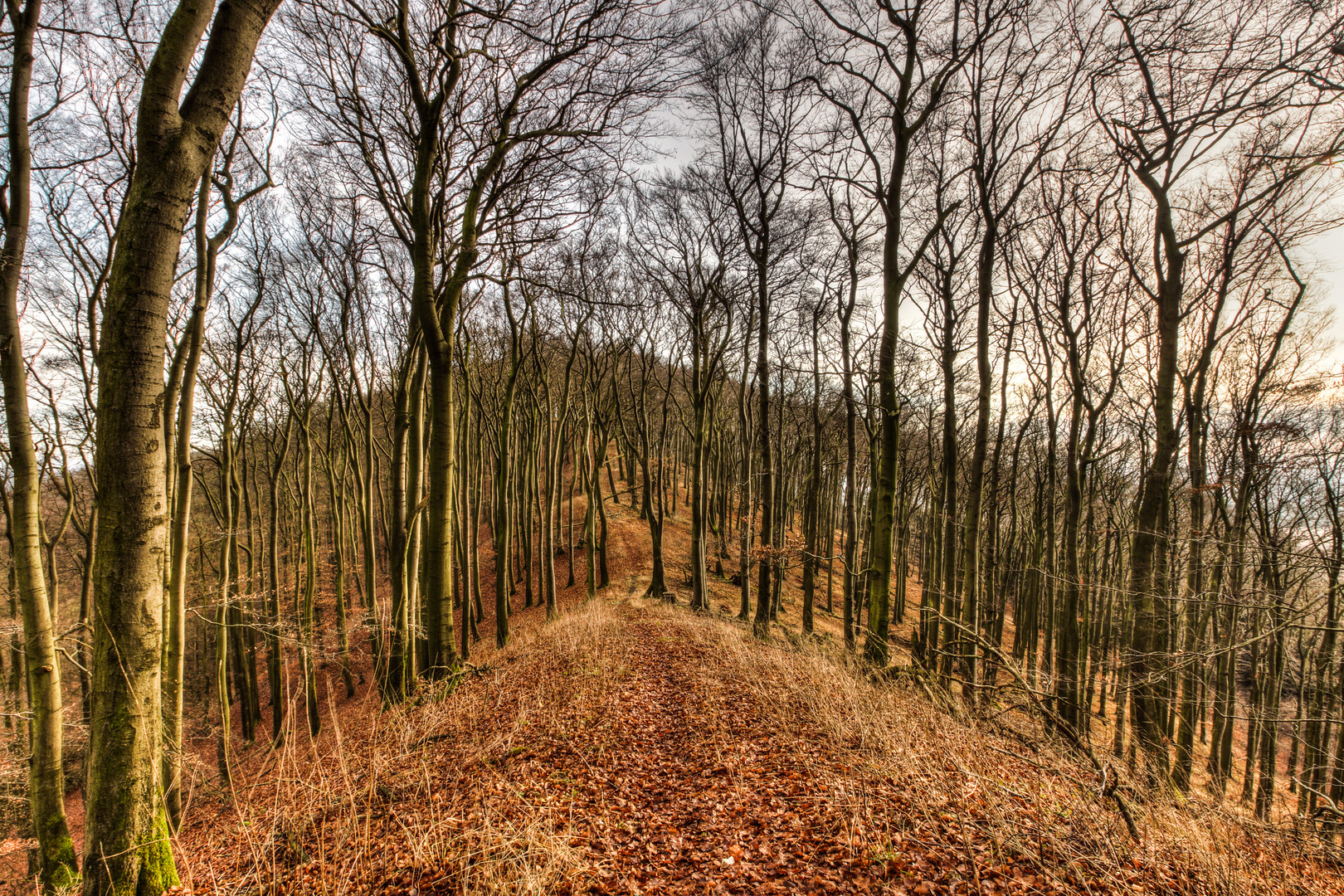 Der Wald