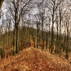 Der Wald