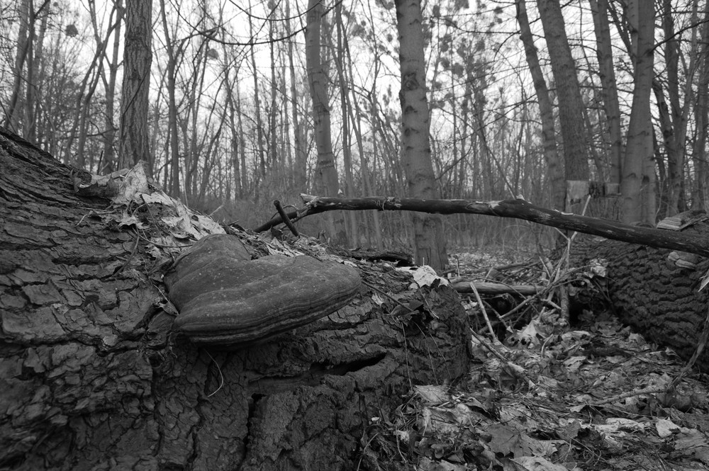 Der Wald ganz unten